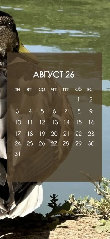 Встречаем август и по традиции обновляем заставки на смартфонах! Встречаем август и по традиции обновляем заставки на смартфонах!