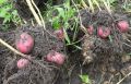 Картошечка на любой вкус: 11 сортов, которые стоит попробовать в этом сезоне