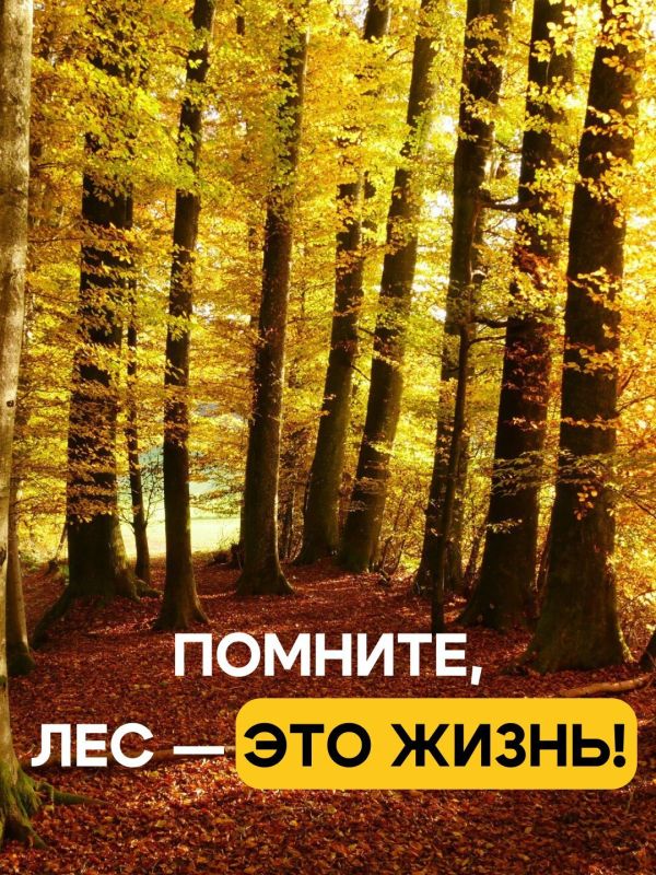 Берегите лес от пожара!. Лесной пожар – неконтролируемое горение растительности на покрытой лесом территории Берегите лес от пожара!. Лесной пожар – неконтролируемое горение растительности на покрытой лесом территории
