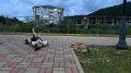 В парках Краснодара отловят бездомных собак