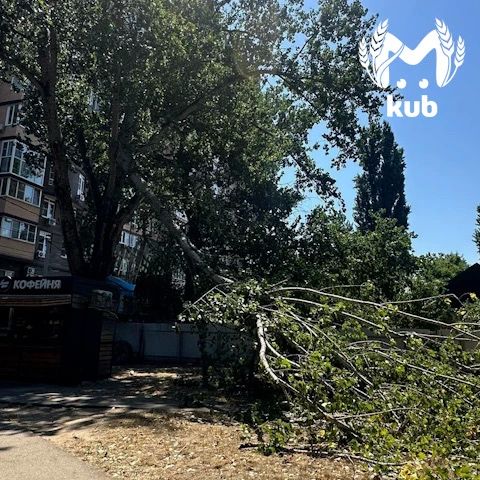 Дерево упало на человека в парке Старая Кубань во время сильного ветра