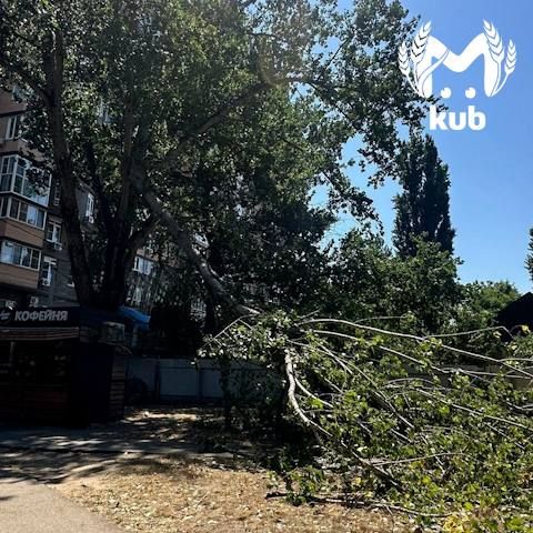 Дерево упало на человека в парке Старая Кубань во время сильного ветра