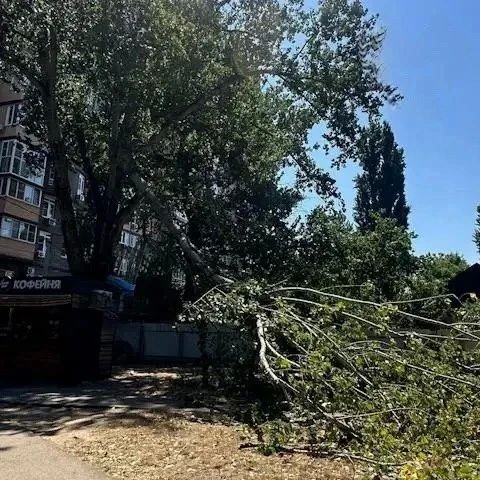 В парке Старая Кубань дерево упало на человека во время сильного ветра