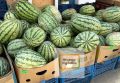 На Кубани сезон арбузов. Цены на бахчевые на Черноморском побережье изучил корреспондент «Живой Кубани».