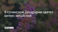 В парке "Дендрарий" в Сочи зацвел витекс китайский — высокий кустарник с крупными сиреневыми соцветиями, собранными в ажурные метелки длиной до 30 сантиметров