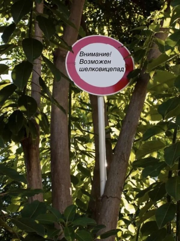 В Японии ставят дорожные знаки, предупреждающие о внезапно выбегающих на дорогу котах В Японии ставят дорожные знаки, предупреждающие о внезапно выбегающих на дорогу котах