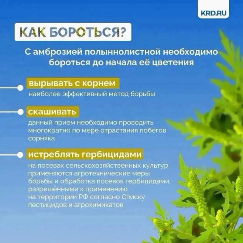 Установившаяся тёплая погода является благоприятными условиями для роста карантинной растительности Установившаяся тёплая погода является благоприятными условиями для роста карантинной растительности