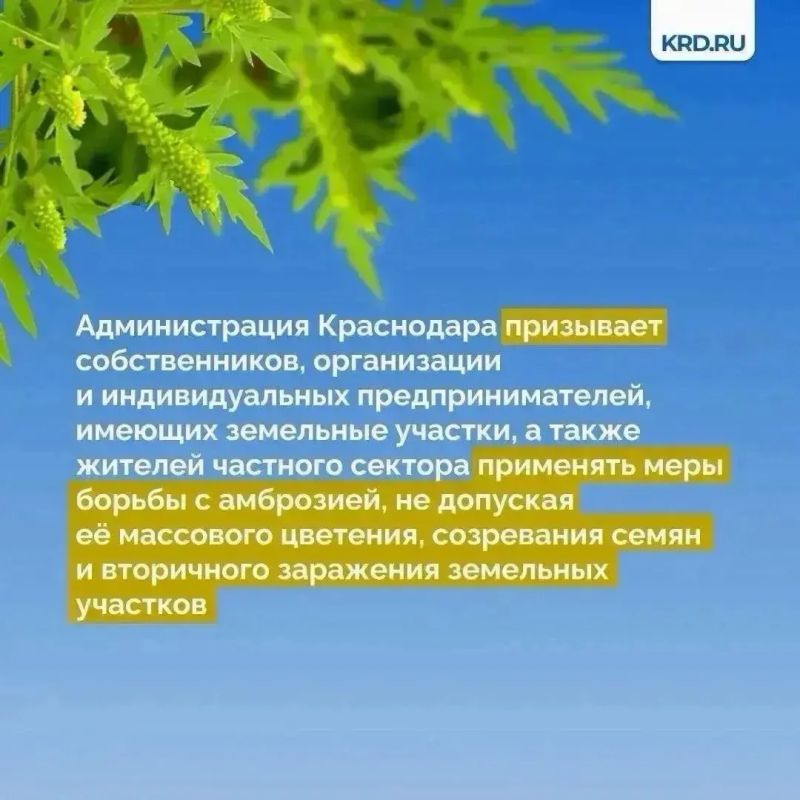 Установившаяся тёплая погода является благоприятными условиями для роста карантинной растительности Установившаяся тёплая погода является благоприятными условиями для роста карантинной растительности