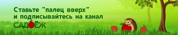 Ароматные комнатные растения, которые сделают ваш дом уютнее