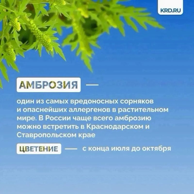 Установившаяся тёплая погода является благоприятными условиями для роста карантинной растительности Установившаяся тёплая погода является благоприятными условиями для роста карантинной растительности