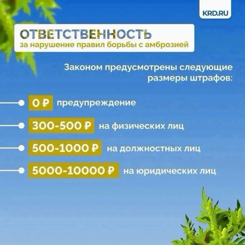 Установившаяся тёплая погода является благоприятными условиями для роста карантинной растительности Установившаяся тёплая погода является благоприятными условиями для роста карантинной растительности