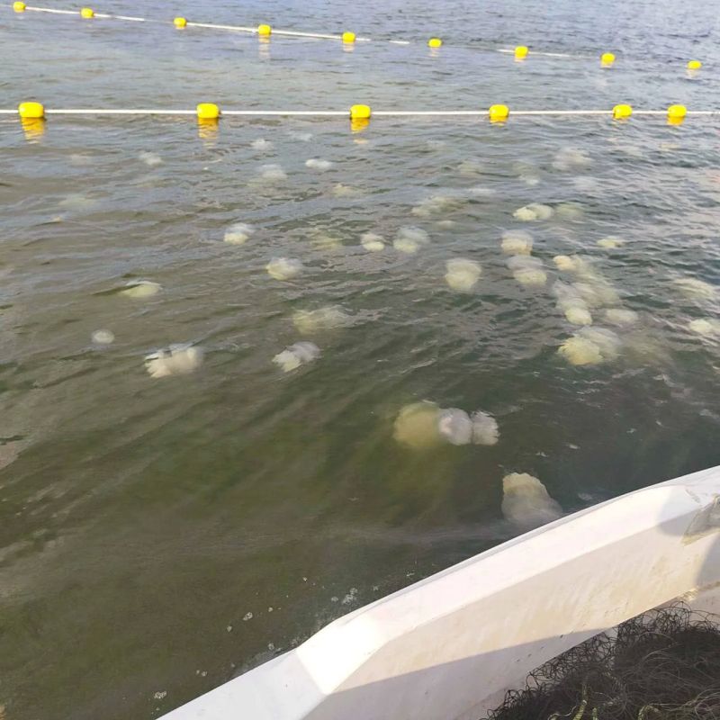Тестирование сетей от медуз в Азовском море Тестирование сетей от медуз в Азовском море