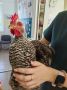 Сбалансированное питание — залог здоровья птицы: случай из практики ГБУ Ветуправление Успенского района