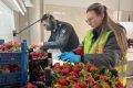 На Кубань завезли почти 10 тонн клубники с опасным вредителем