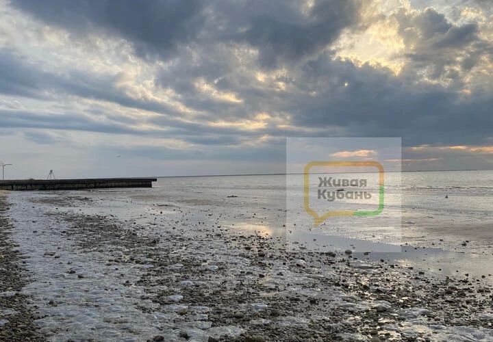 Медузы-корнероты, которых добывают в Азовском море, неожиданно стали основой для разработки против травм мозга