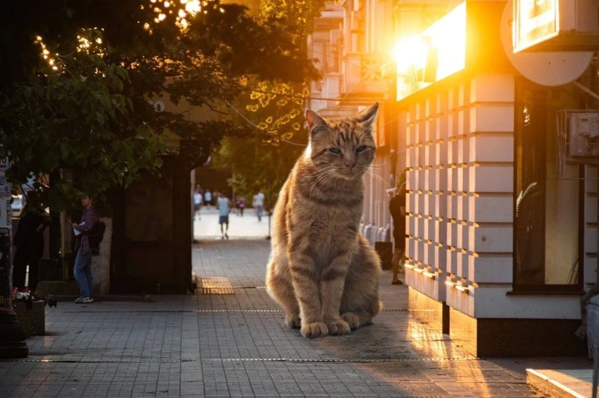 В Новороссийске показали необычную серию фотографий с гигантскими котами В Новороссийске показали необычную серию фотографий с гигантскими котами