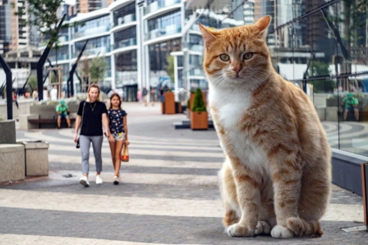 В Новороссийске показали необычную серию фотографий с гигантскими котами В Новороссийске показали необычную серию фотографий с гигантскими котами