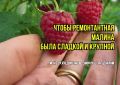 Ошибки в уходе за ремонтантной малиной: как улучшить урожай