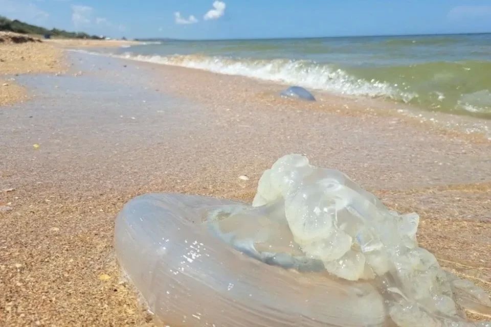 Ученые назвали районы Азовского моря, где много медуз