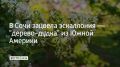 В Сочи зацвела эскаллония — "дерево-дудка" из Южной Америки