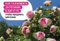 Лето — важное время в жизни роз