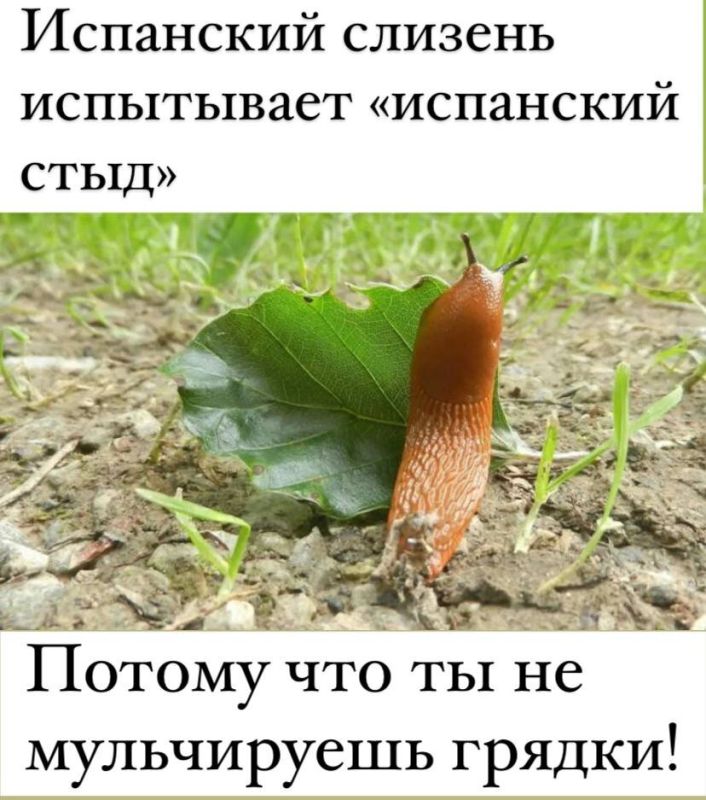 Как справиться с нашествием испанских слизней на даче