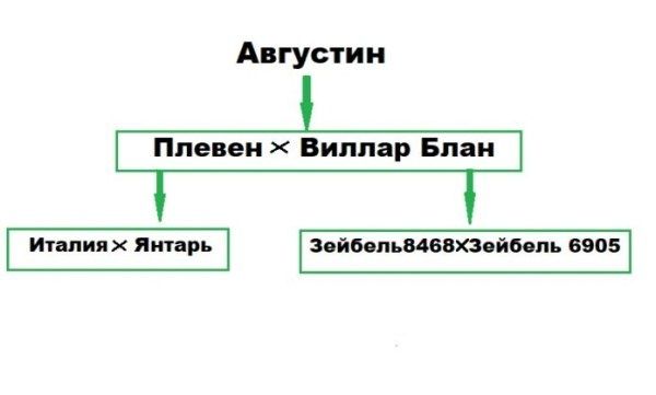 Виноград Августин: тайны и преимущества сорта
