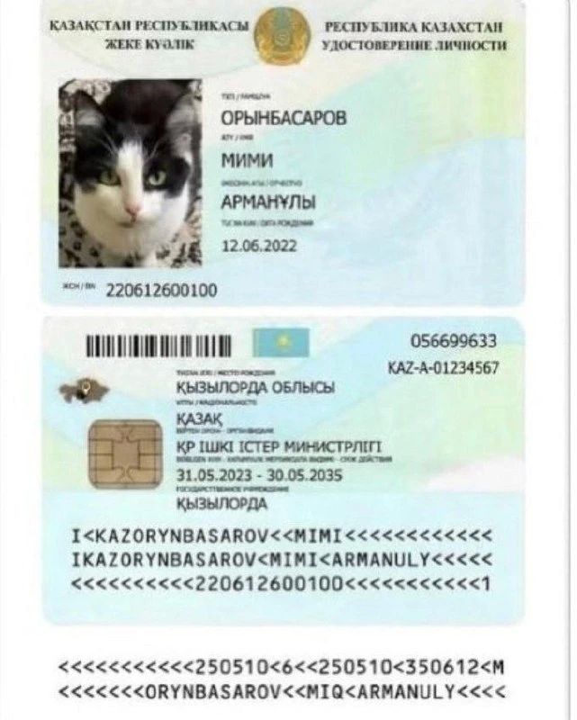 Котам в Казахстане начали выдавать цифровые паспорта — документ появляется в местном аналоге "Госуслуг" Котам в Казахстане начали выдавать цифровые паспорта — документ появляется в местном аналоге "Госуслуг"