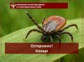 Осторожно! Клещи. С начала года в крае от укусов клещей пострадал 3454 человек...