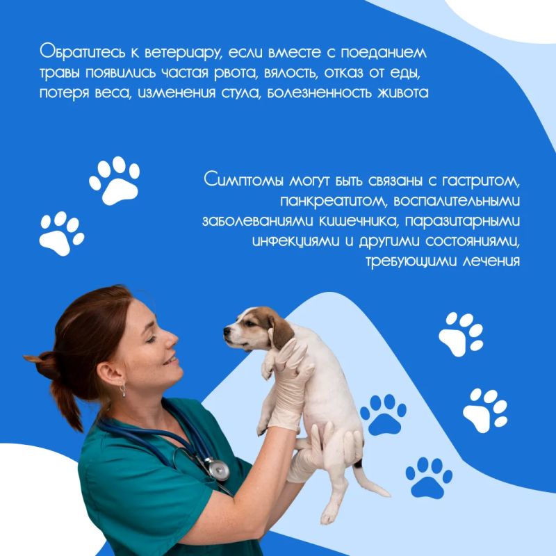 Летом многие владельцы замечают одну и ту же картину: во время прогулки собака с удовольствием щиплет траву Летом многие владельцы замечают одну и ту же картину: во время прогулки собака с удовольствием щиплет траву