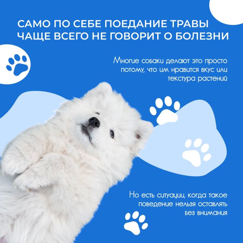 Летом многие владельцы замечают одну и ту же картину: во время прогулки собака с удовольствием щиплет траву Летом многие владельцы замечают одну и ту же картину: во время прогулки собака с удовольствием щиплет траву