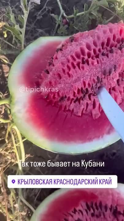Увы, никому не нужен. На полях Кубани портятся арбузы
