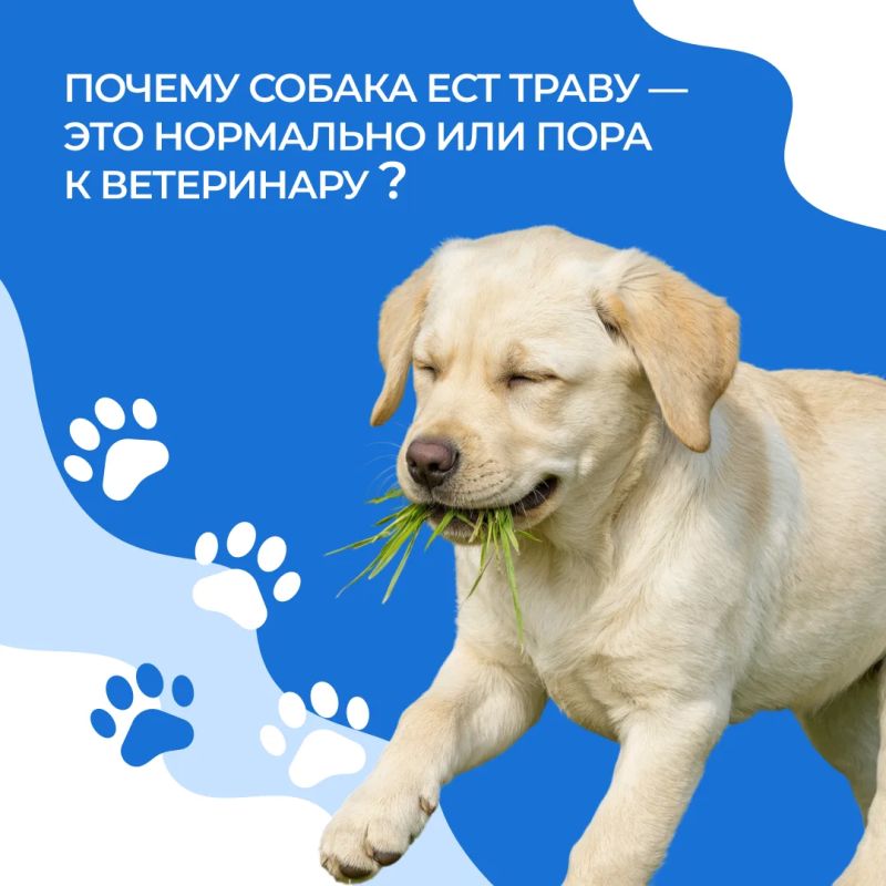 Летом многие владельцы замечают одну и ту же картину: во время прогулки собака с удовольствием щиплет траву