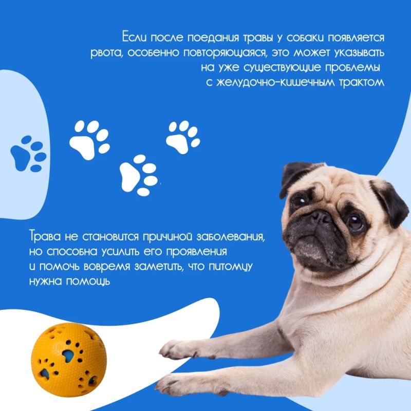 Летом многие владельцы замечают одну и ту же картину: во время прогулки собака с удовольствием щиплет траву Летом многие владельцы замечают одну и ту же картину: во время прогулки собака с удовольствием щиплет траву