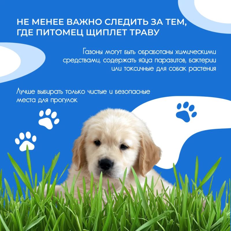 Летом многие владельцы замечают одну и ту же картину: во время прогулки собака с удовольствием щиплет траву Летом многие владельцы замечают одну и ту же картину: во время прогулки собака с удовольствием щиплет траву