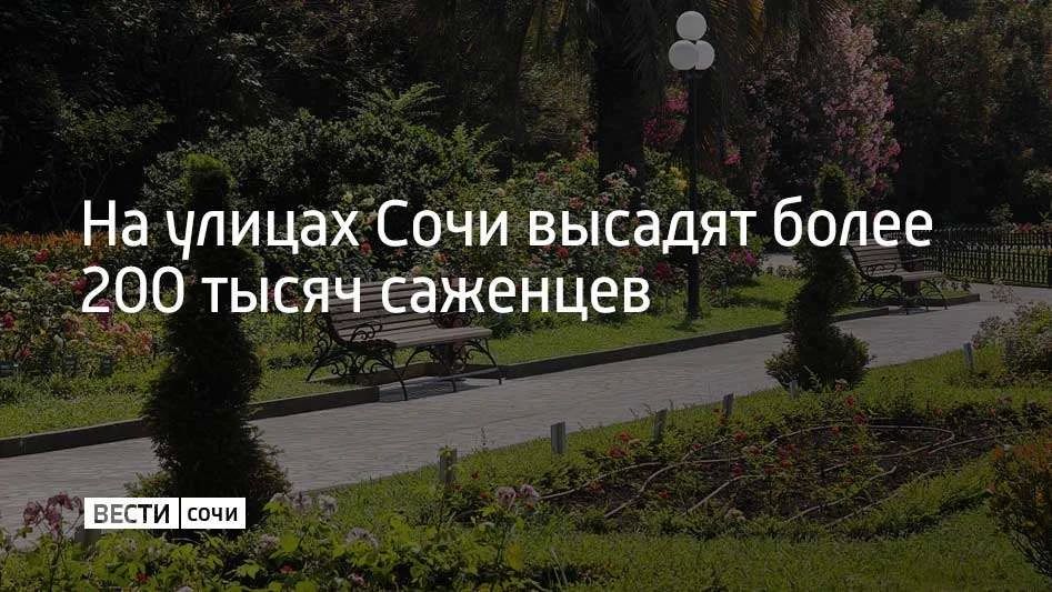До конца года в Сочи планируют высадить больше 200 тысяч цветочных саженцев, сообщили в администрации курорта