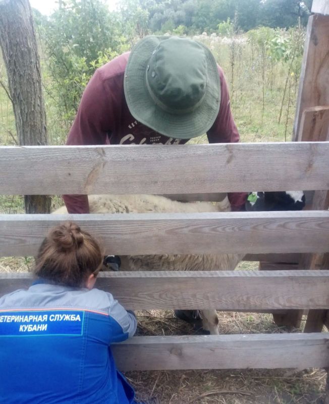 Ветспециалисты Курганинского района проводят плановую вакцинацию крупного и мелкого рогатого скота против заболеваний