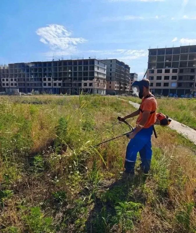 В Краснодаре выкосили более 30 тысяч гектаров амброзии и других сорняков
