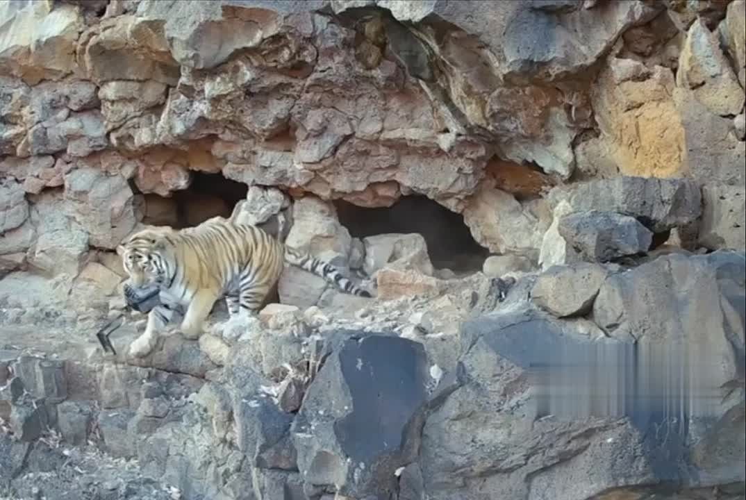 В Приморье амурский тигр заставил немецкого фотографа соблюдать свою приватность