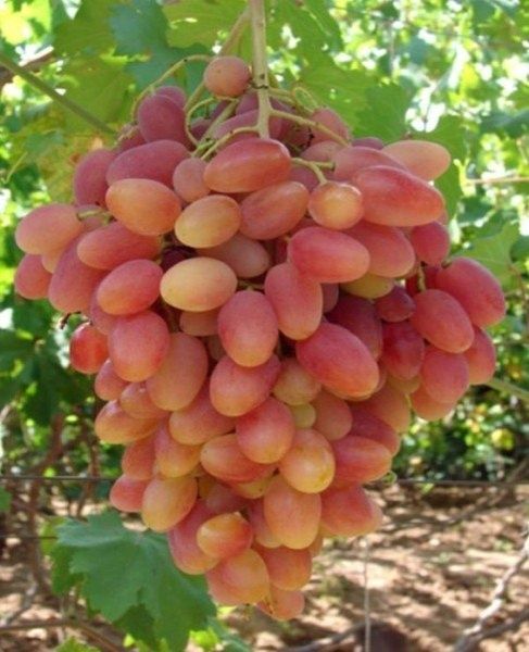 Виноград Виктор: новый фаворит среди ранних сортов