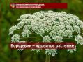 Борщевик – ядовитое растение