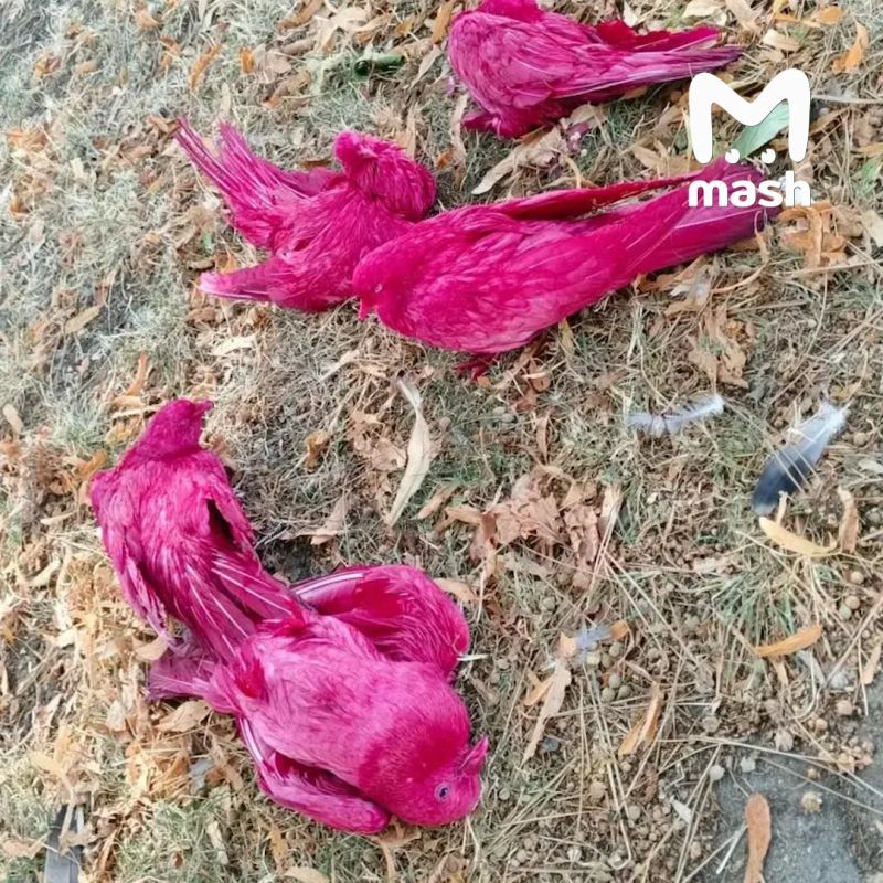 Мёртвые розовые голуби появились в Анапе в районе старого кинотеатра.