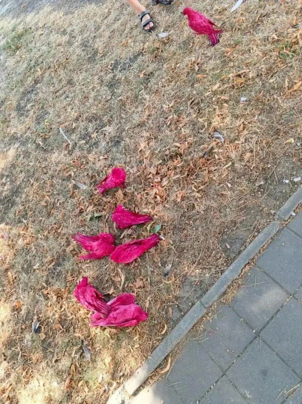 Полиция разыскивает живодёров, покрасивших голубей в розовый цвет Полиция разыскивает живодёров, покрасивших голубей в розовый цвет