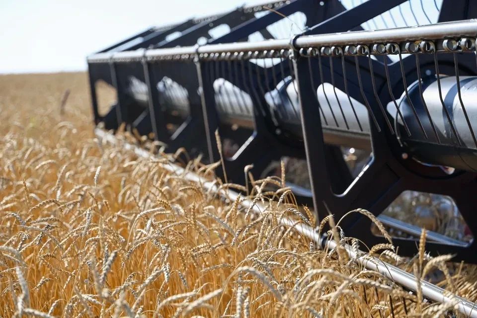 Экспорт пшеницы через порты Кубани вырос в 1,6 раза