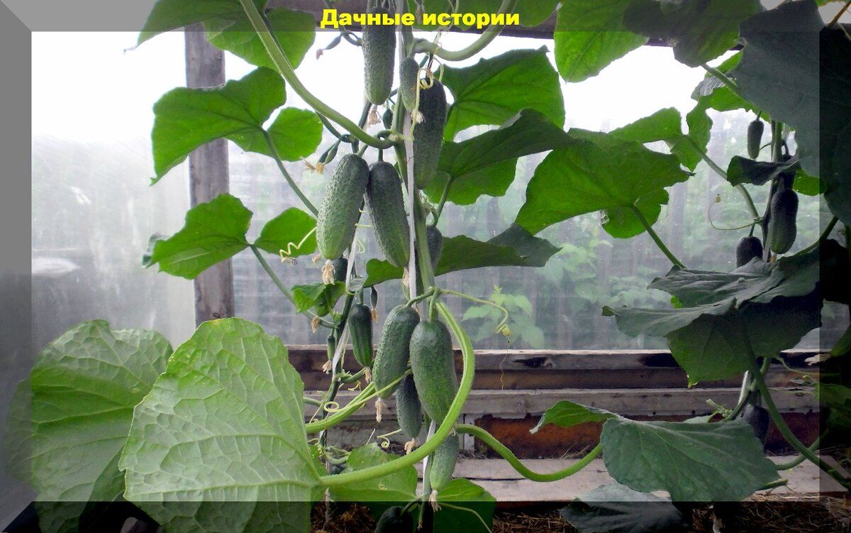 Как сохранить огурцы в августе: советы по защите и уходу