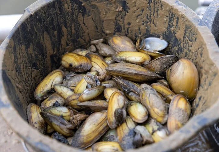 Мидии в Черном море начали менять пол из-за жары и загрязнения воды