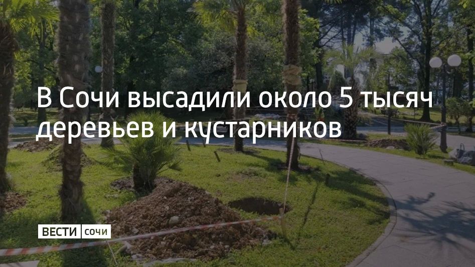 С начала 2026 года в Сочи высадили около 5 тысяч деревьев и кустарников, сообщили в администрации курорта