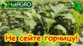 Когда полезные сидераты превращаются в проблему: что сеять вместо горчицы на огороде