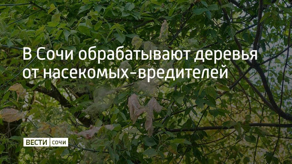 С середины августа до середины сентября в Сочи будут обрабатывать деревья от американской бабочки
