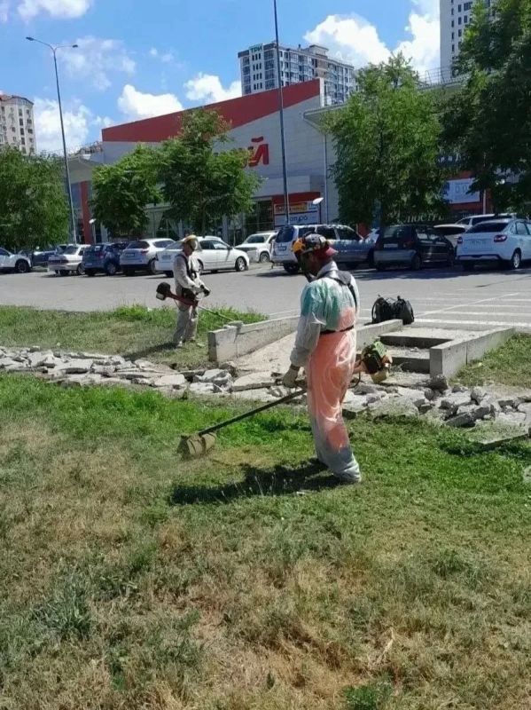 В Анапе продолжается борьба с амброзией В Анапе продолжается борьба с амброзией